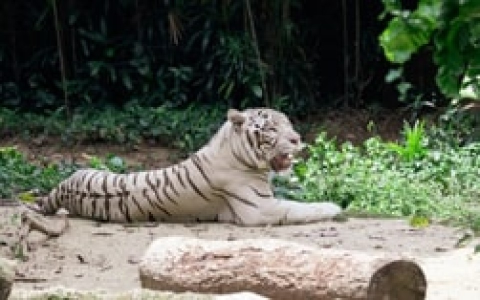 Asia Voyage With Bali Retreat & Tokyo Cherry Blossom